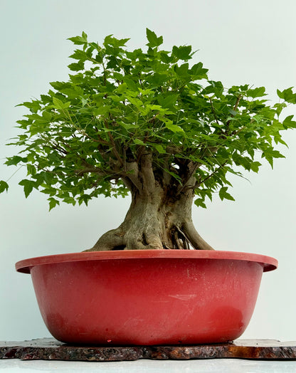Mature Trident Maple Bonsai | Large Development Tree – 65 cm