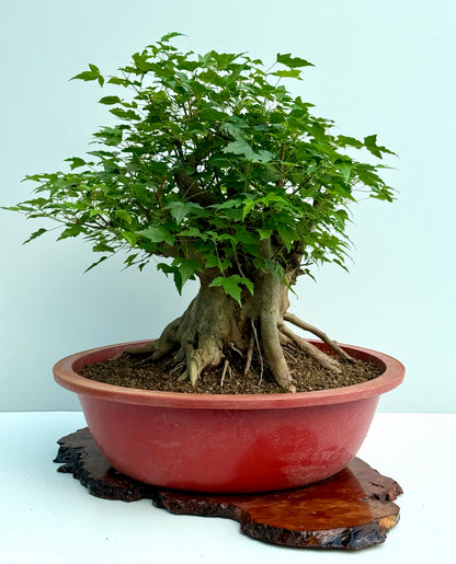 Mature Trident Maple Bonsai | Large Development Tree – 65 cm