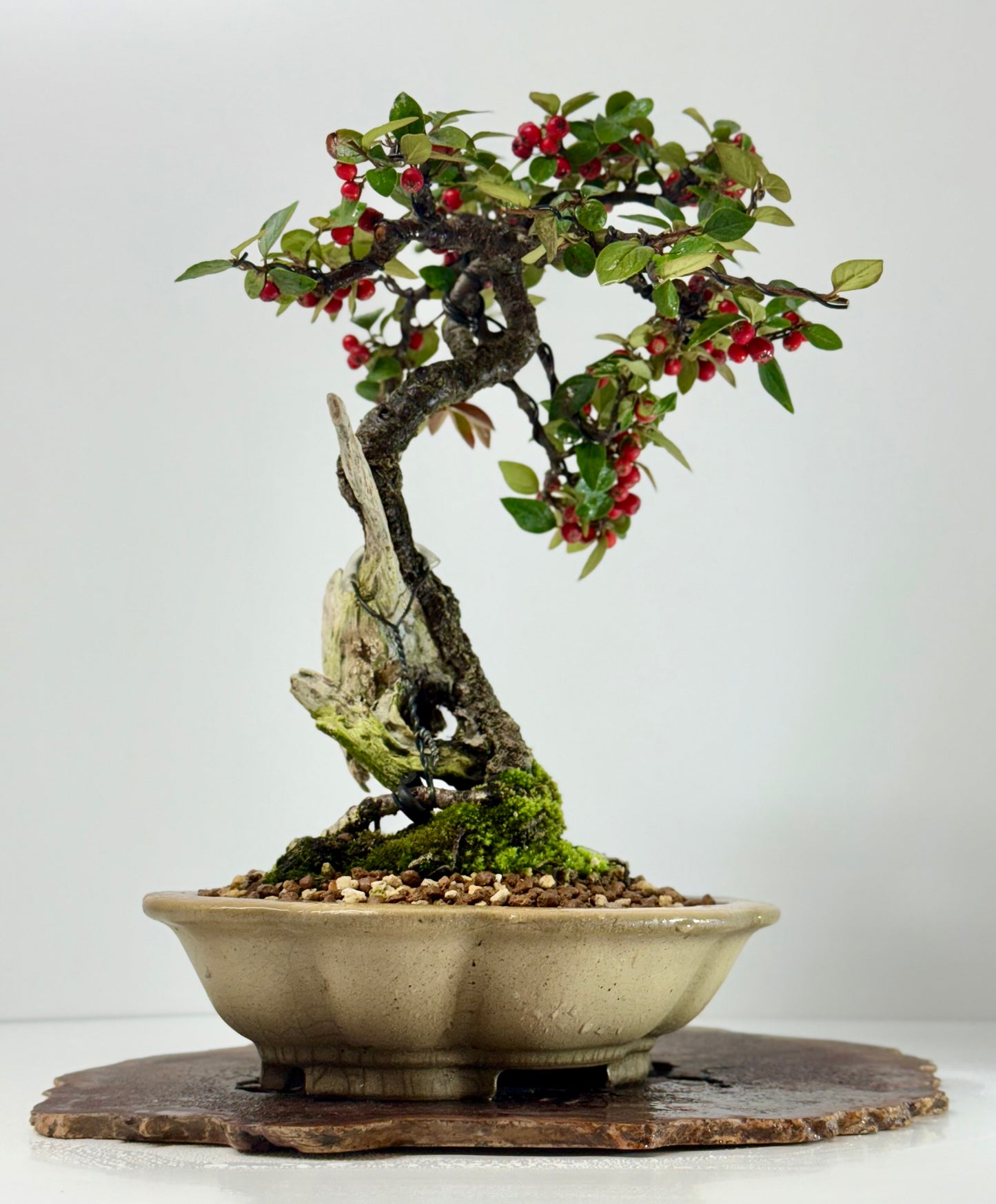 Cotoneaster