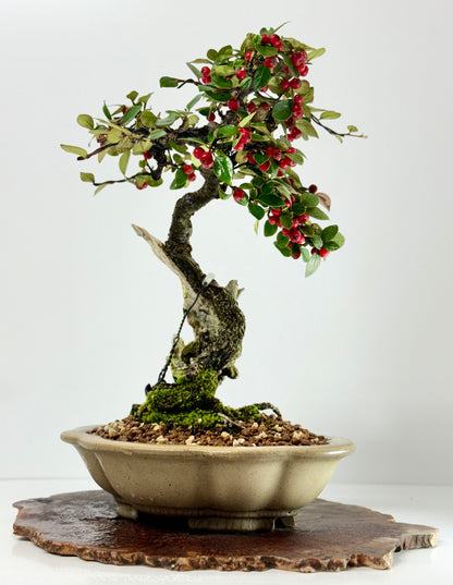 Cotoneaster
