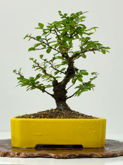 Cork bark Chinese Elm