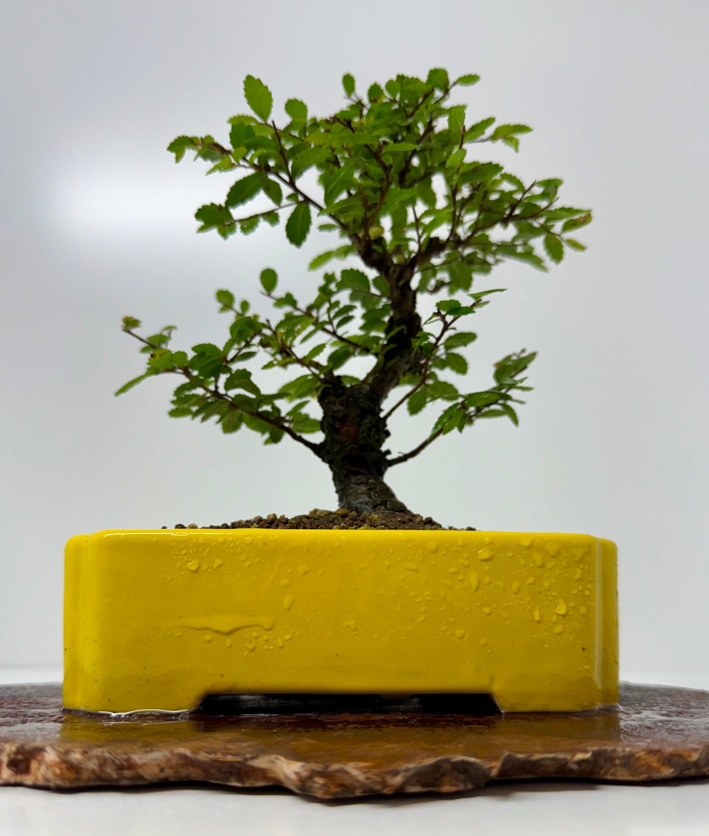 Cork bark Chinese Elm