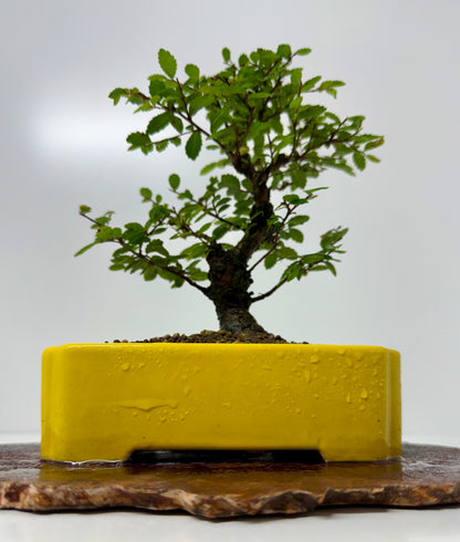 Cork bark Chinese Elm