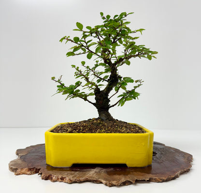 Cork bark Chinese Elm