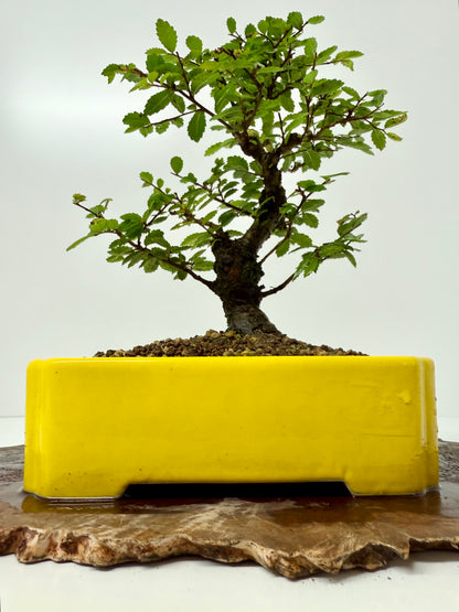Cork bark Chinese Elm