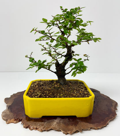 Cork bark Chinese Elm