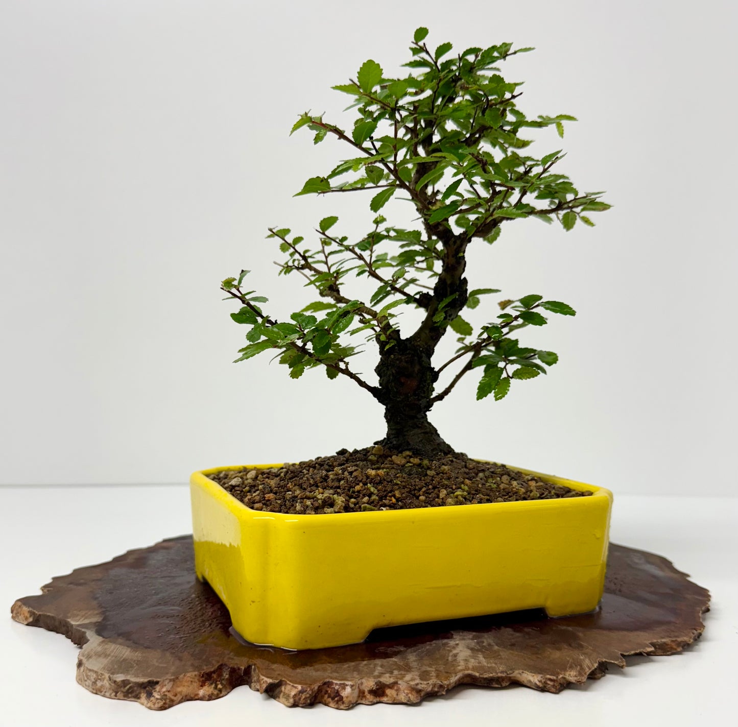 Cork bark Chinese Elm