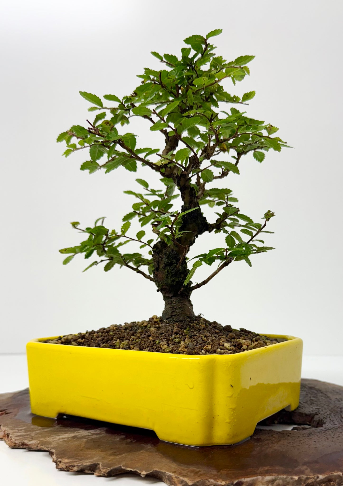 Cork bark Chinese Elm
