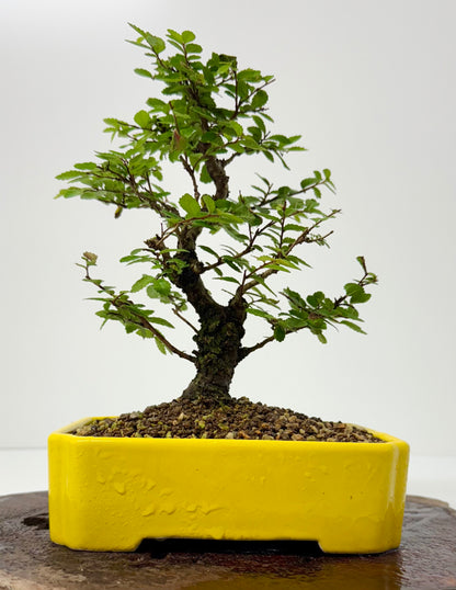 Cork bark Chinese Elm