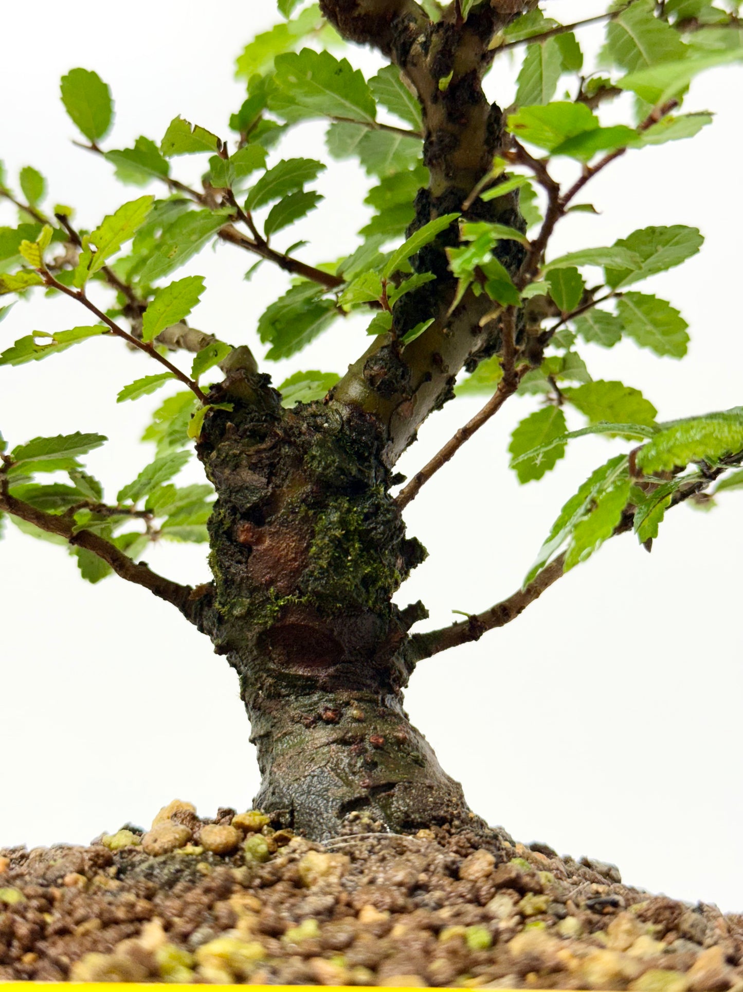 Cork bark Chinese Elm