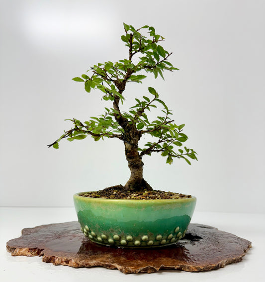 Cork bark Chinese Elm