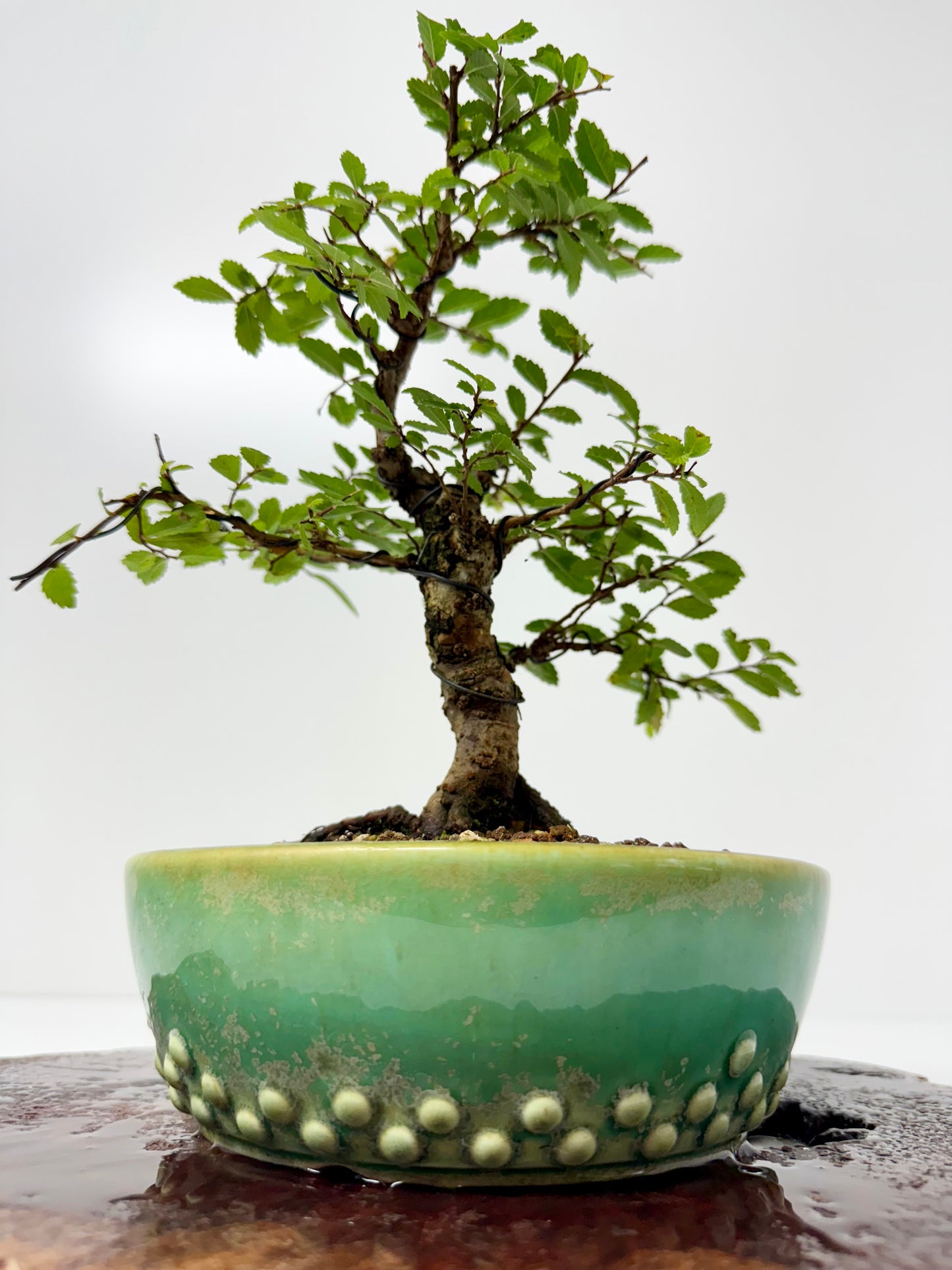 Cork bark Chinese Elm