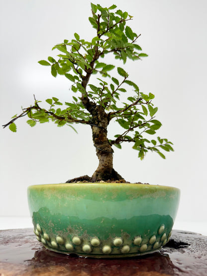 Cork bark Chinese Elm