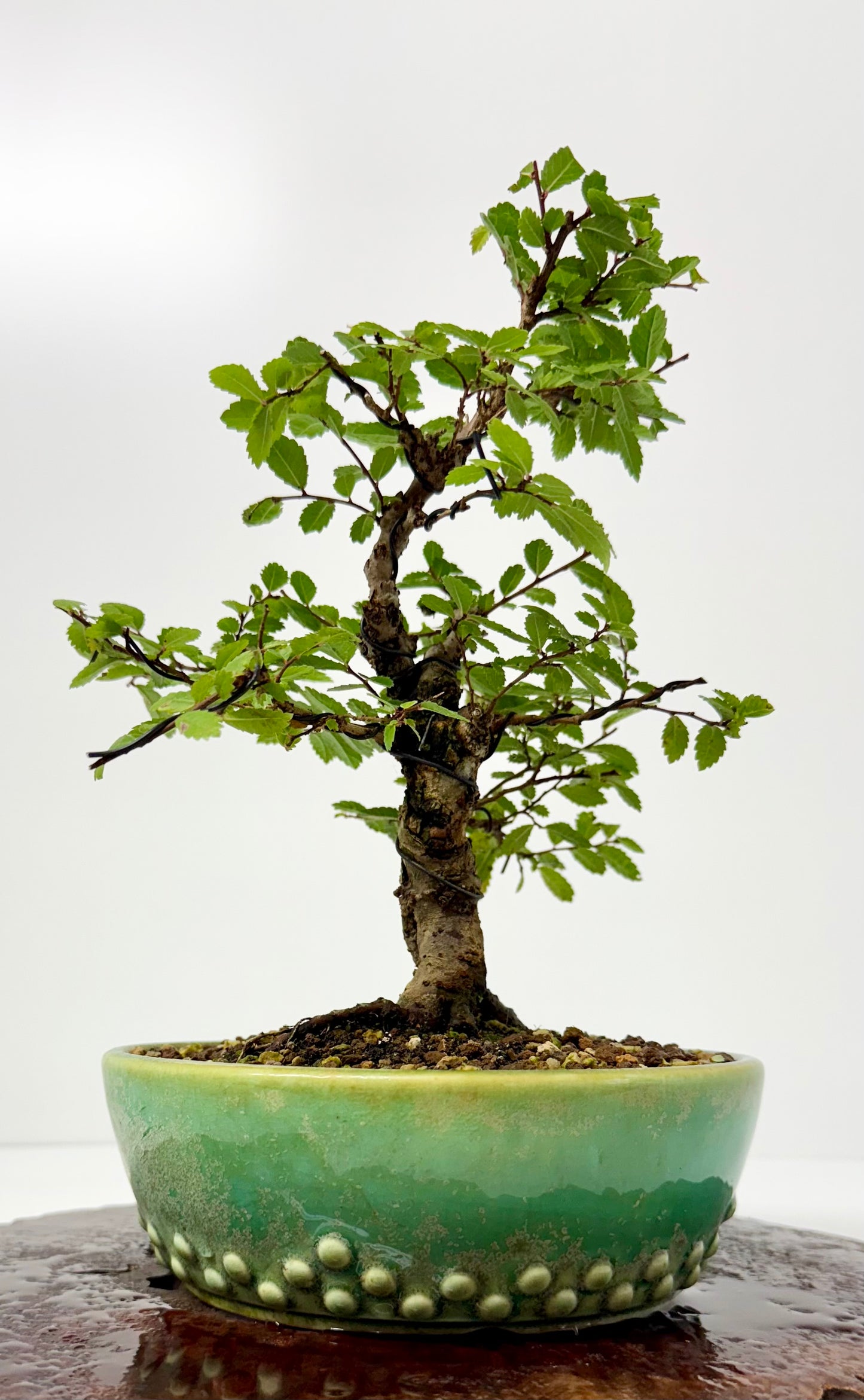 Cork bark Chinese Elm