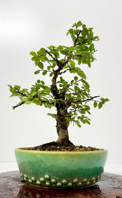 Cork bark Chinese Elm