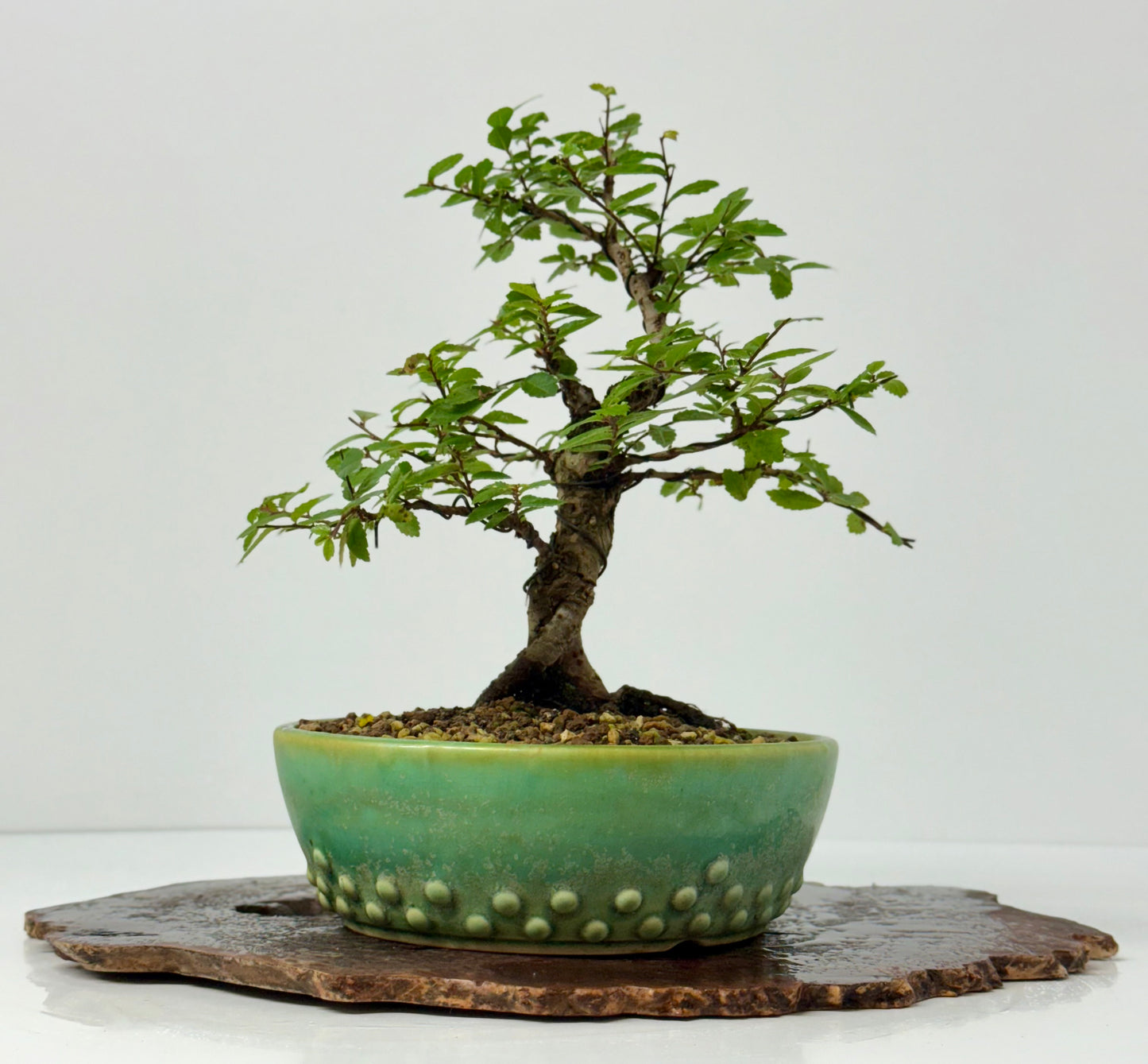 Cork bark Chinese Elm