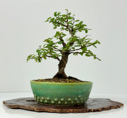 Cork bark Chinese Elm