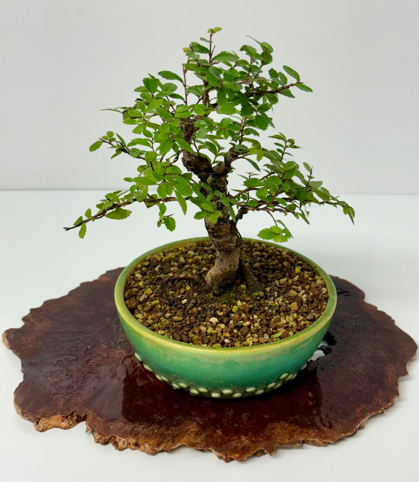 Cork bark Chinese Elm