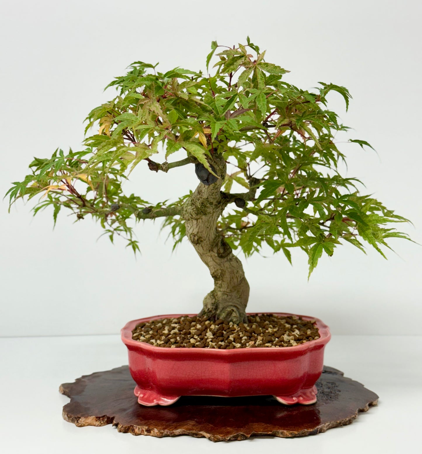 Seigen maple