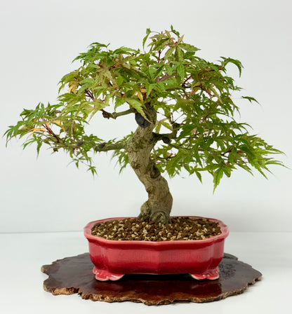 Seigen maple