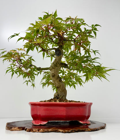 Seigen maple