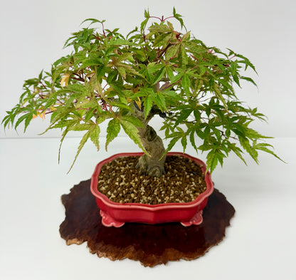 Seigen maple