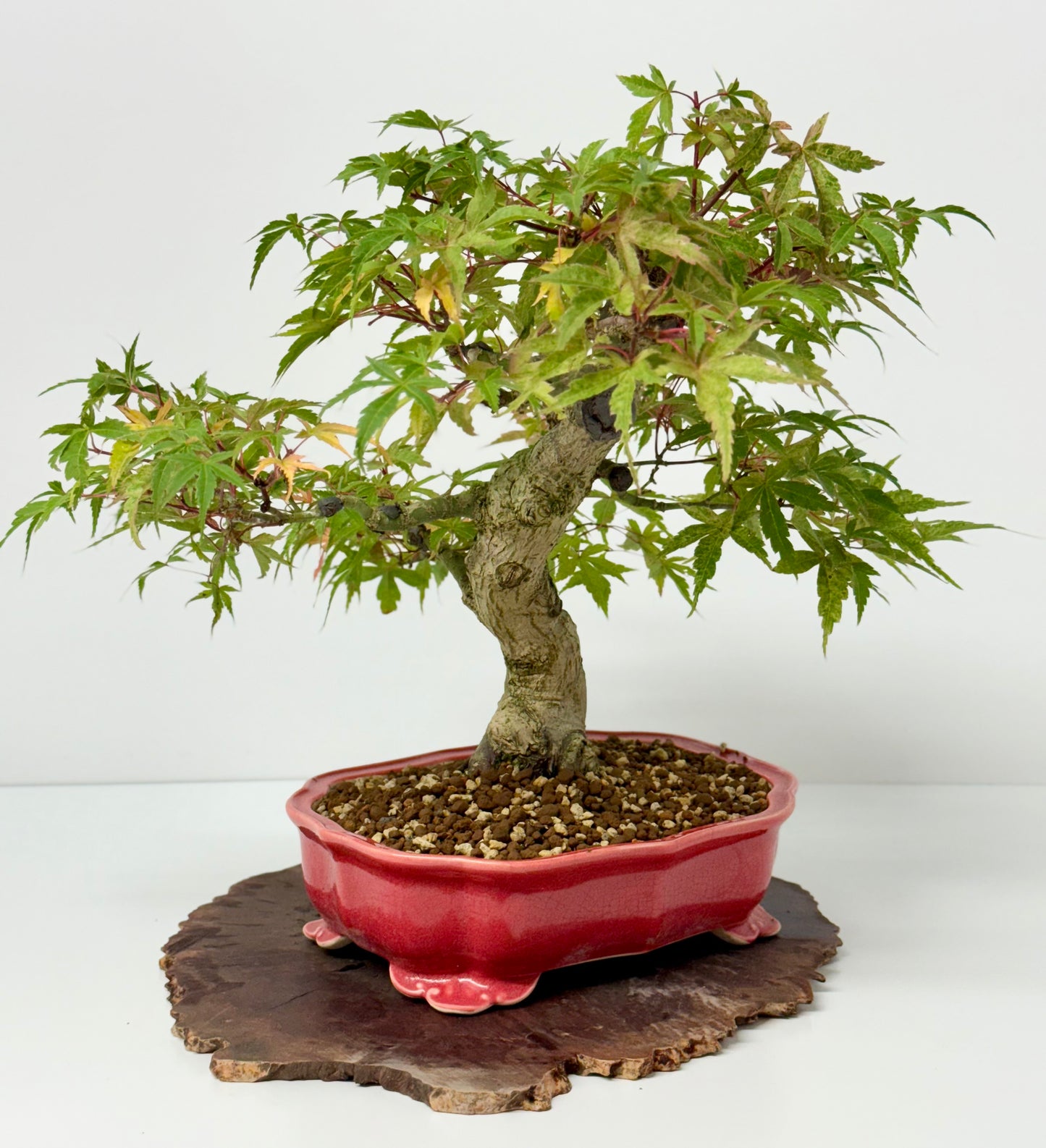 Seigen maple
