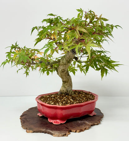 Seigen maple