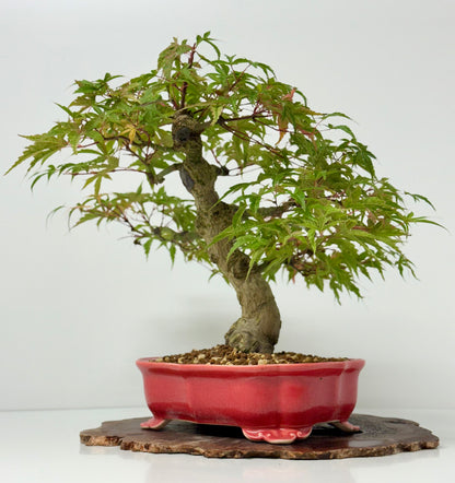 Seigen maple