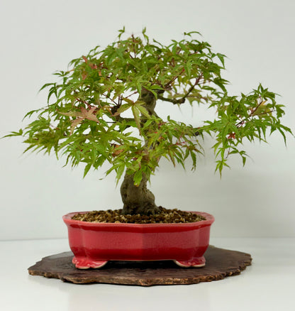 Seigen maple
