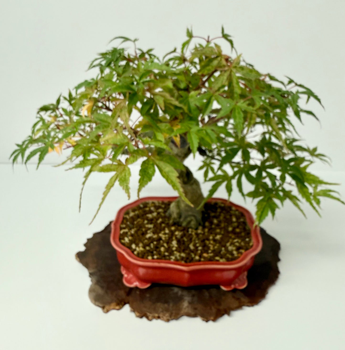 Seigen maple