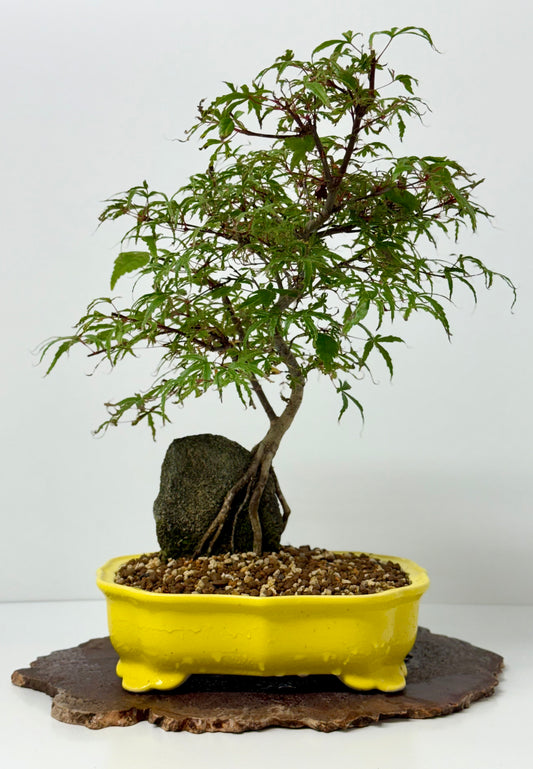 Kyno Ito Maple on rock