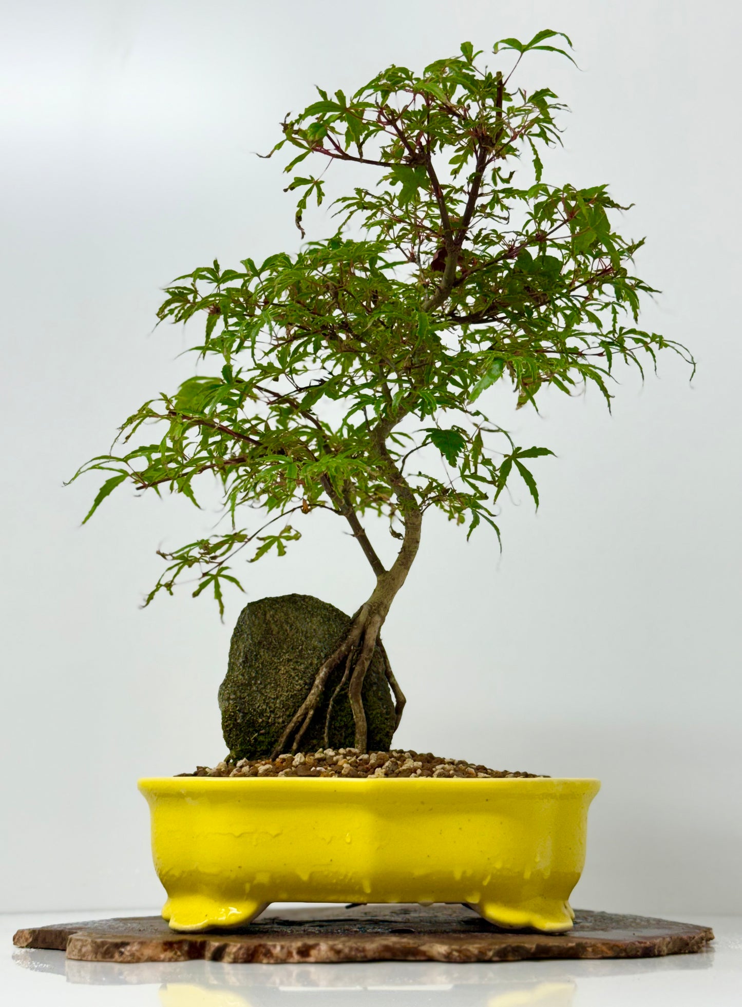 Kyno Ito Maple on rock