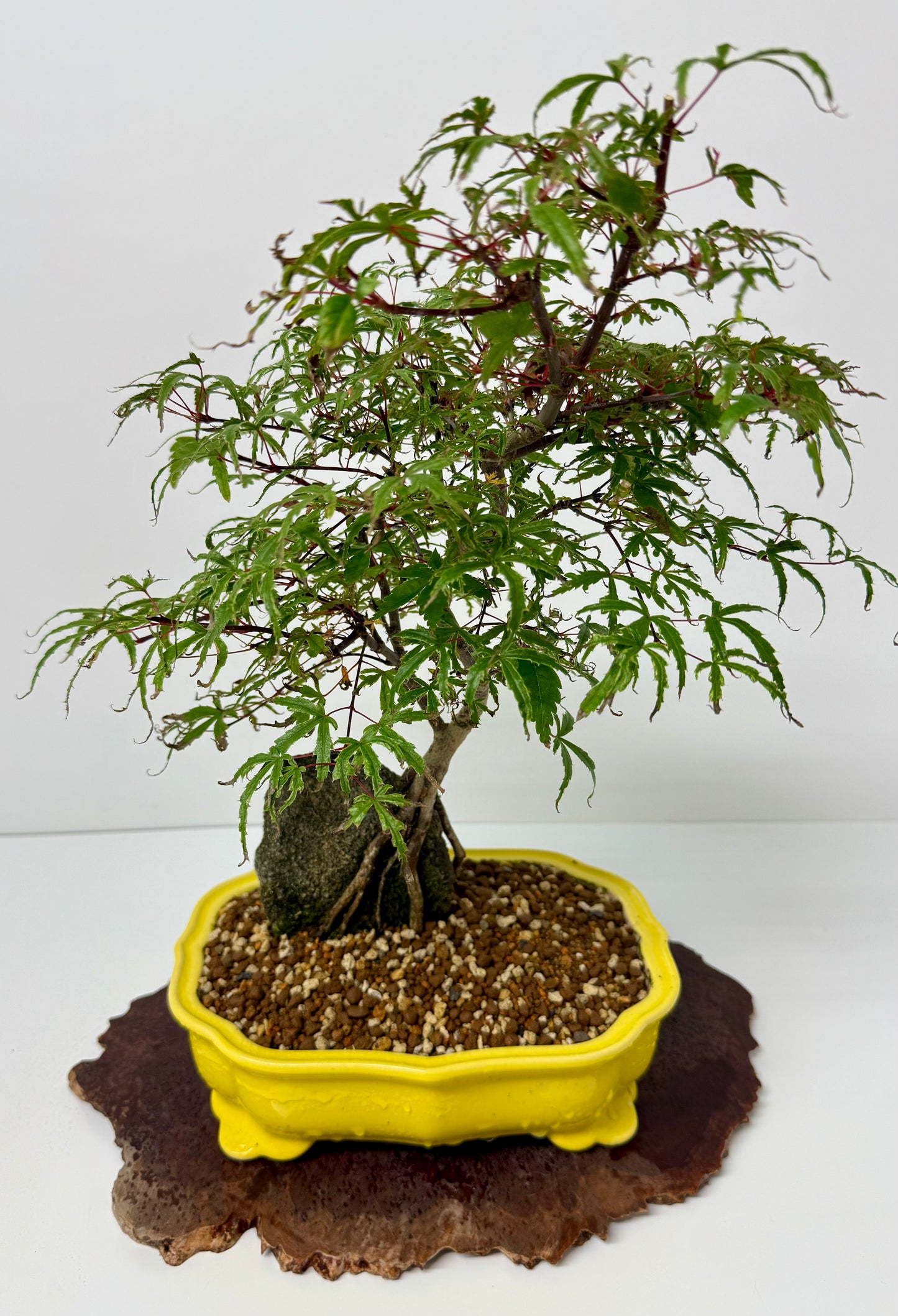Kyno Ito Maple on rock