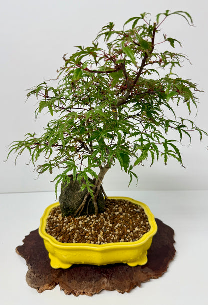 Kyno Ito Maple on rock
