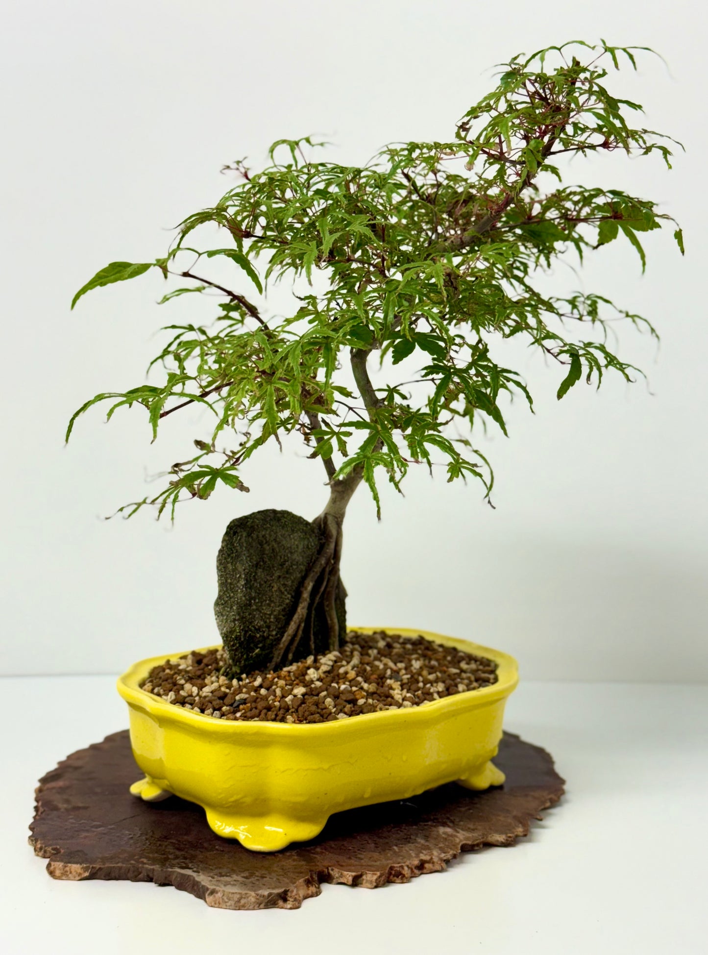Kyno Ito Maple on rock