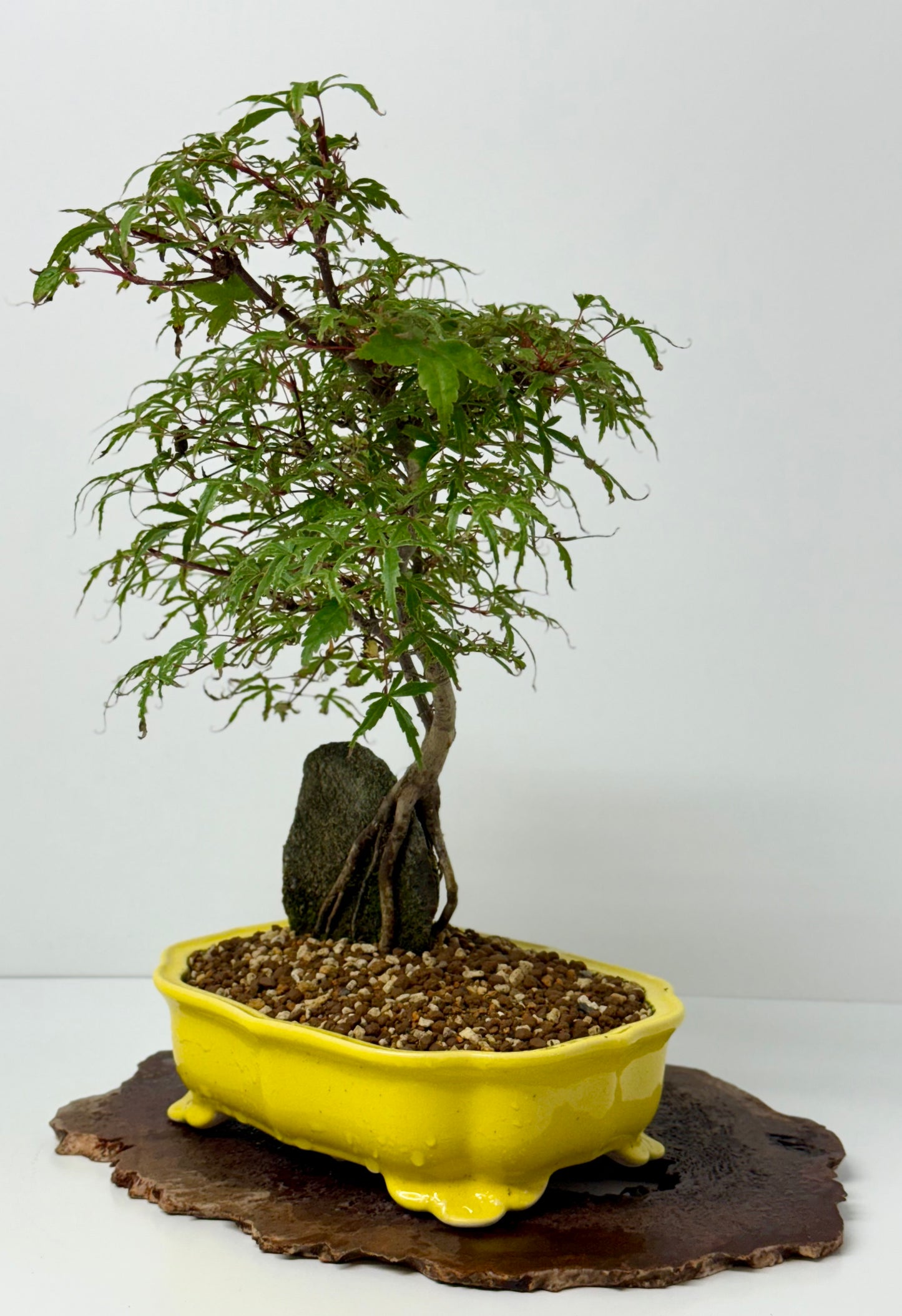 Kyno Ito Maple on rock