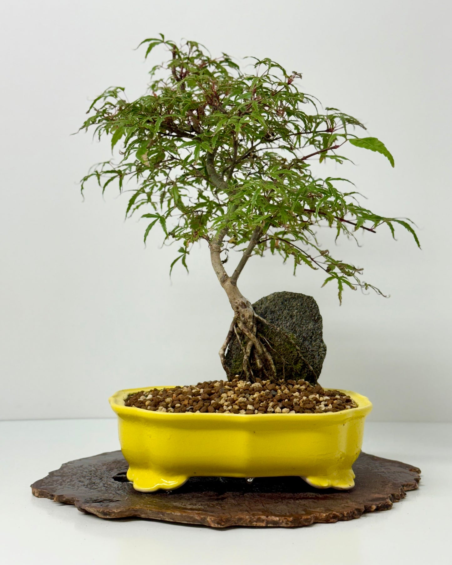 Kyno Ito Maple on rock