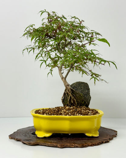 Kyno Ito Maple on rock
