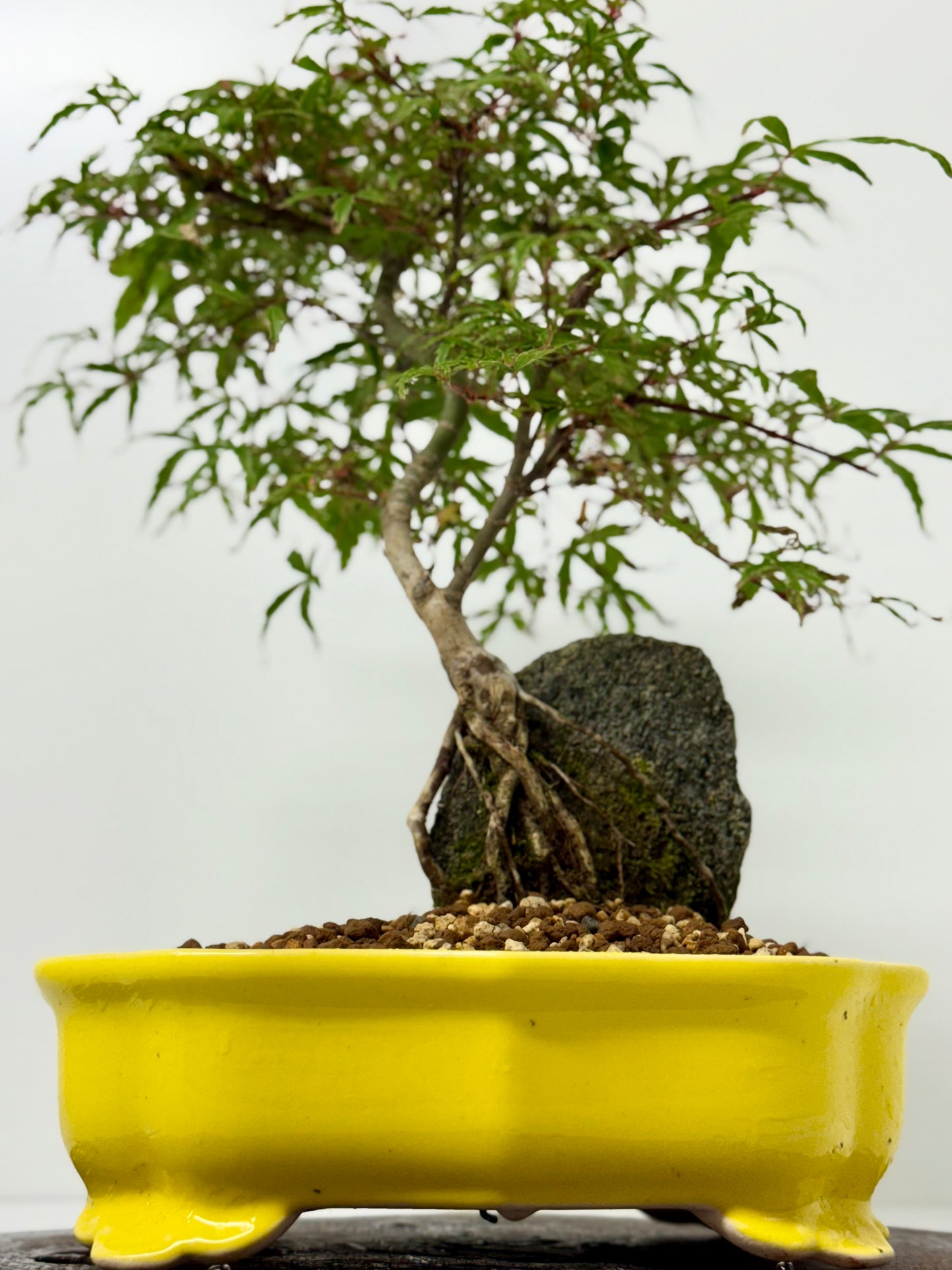 Kyno Ito Maple on rock