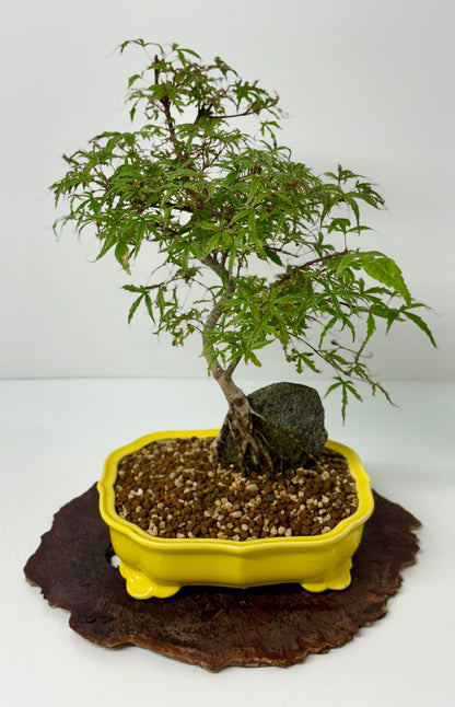 Kyno Ito Maple on rock