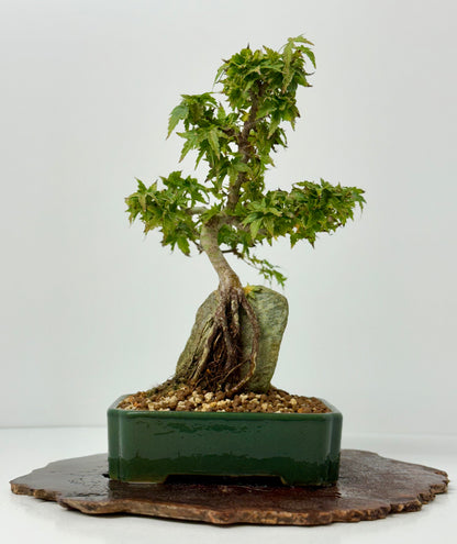 Kotohime Maple on rock