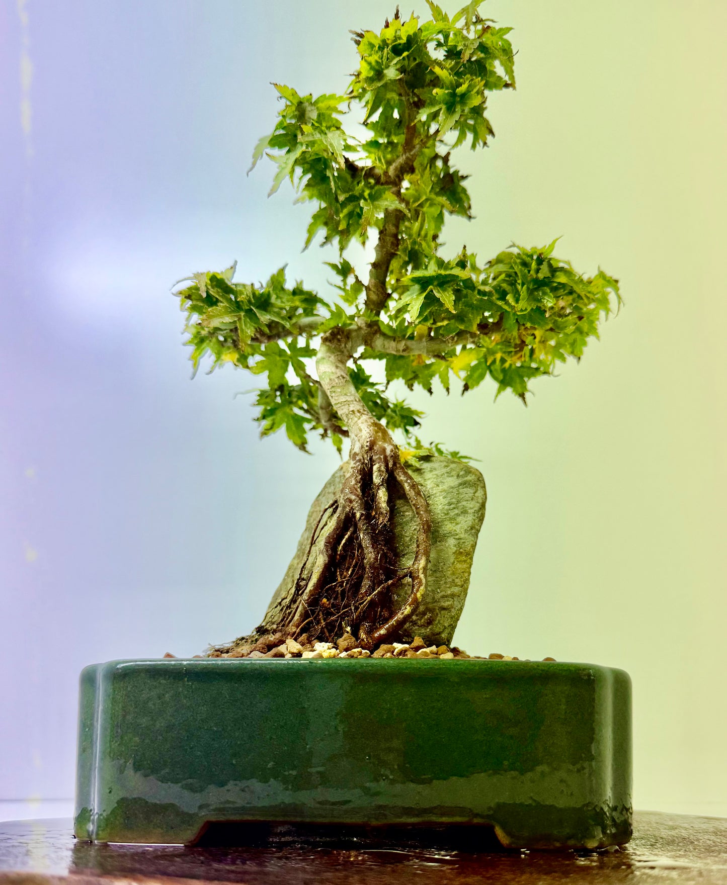 Kotohime Maple on rock