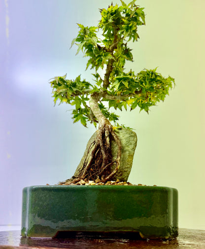 Kotohime Maple on rock