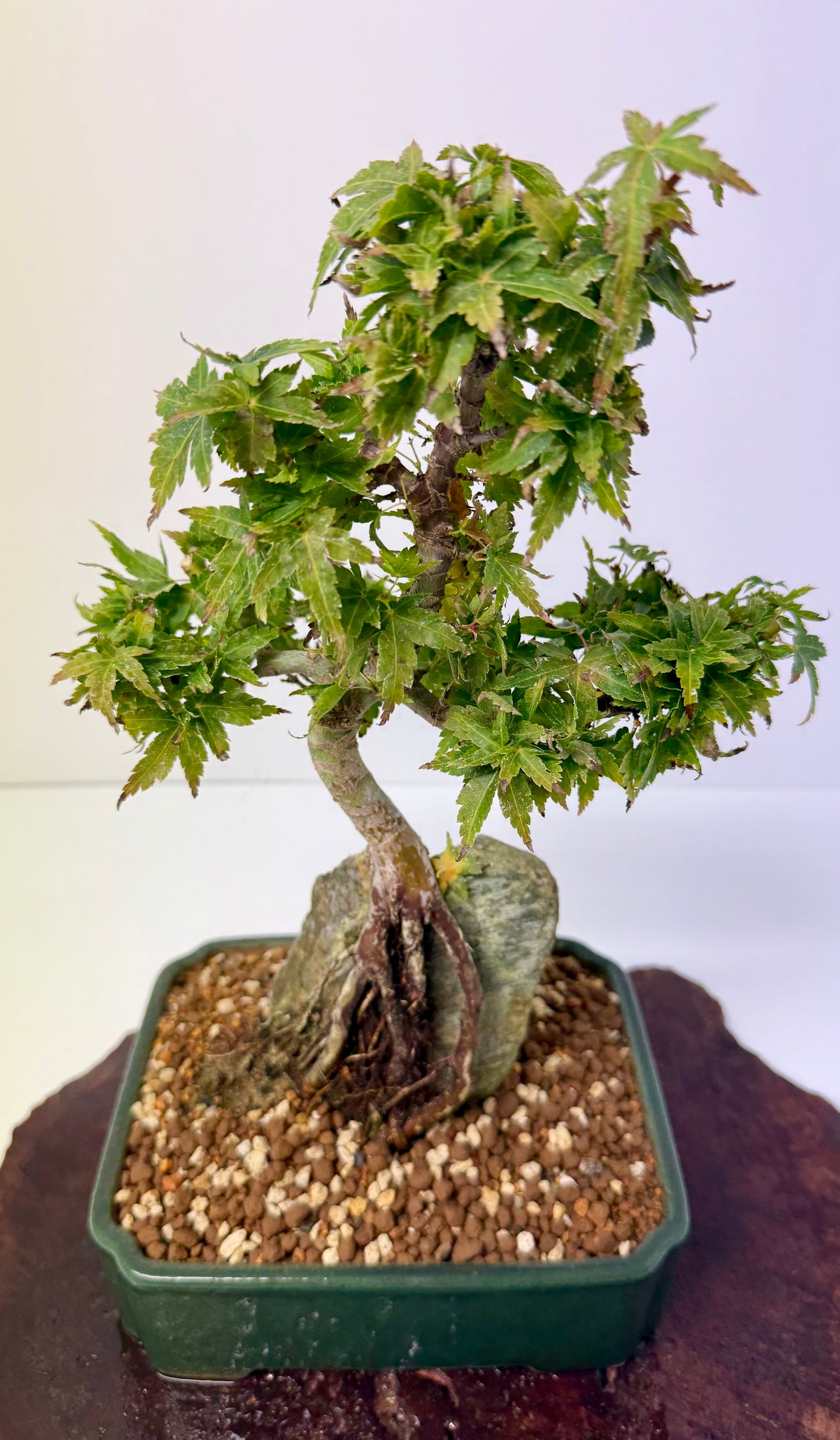 Kotohime Maple on rock