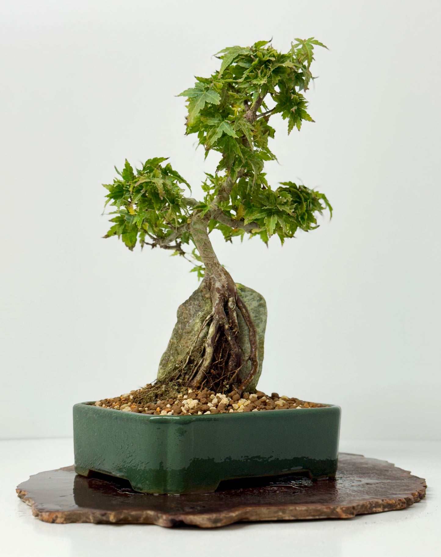 Kotohime Maple on rock