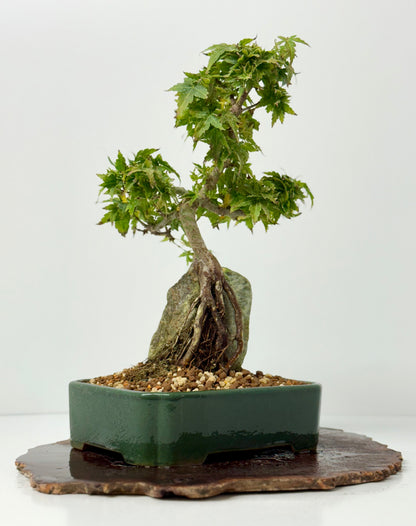 Kotohime Maple on rock
