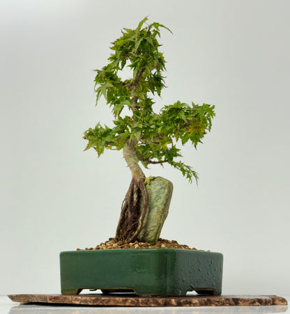 Kotohime Maple on rock