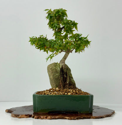 Kotohime Maple on rock