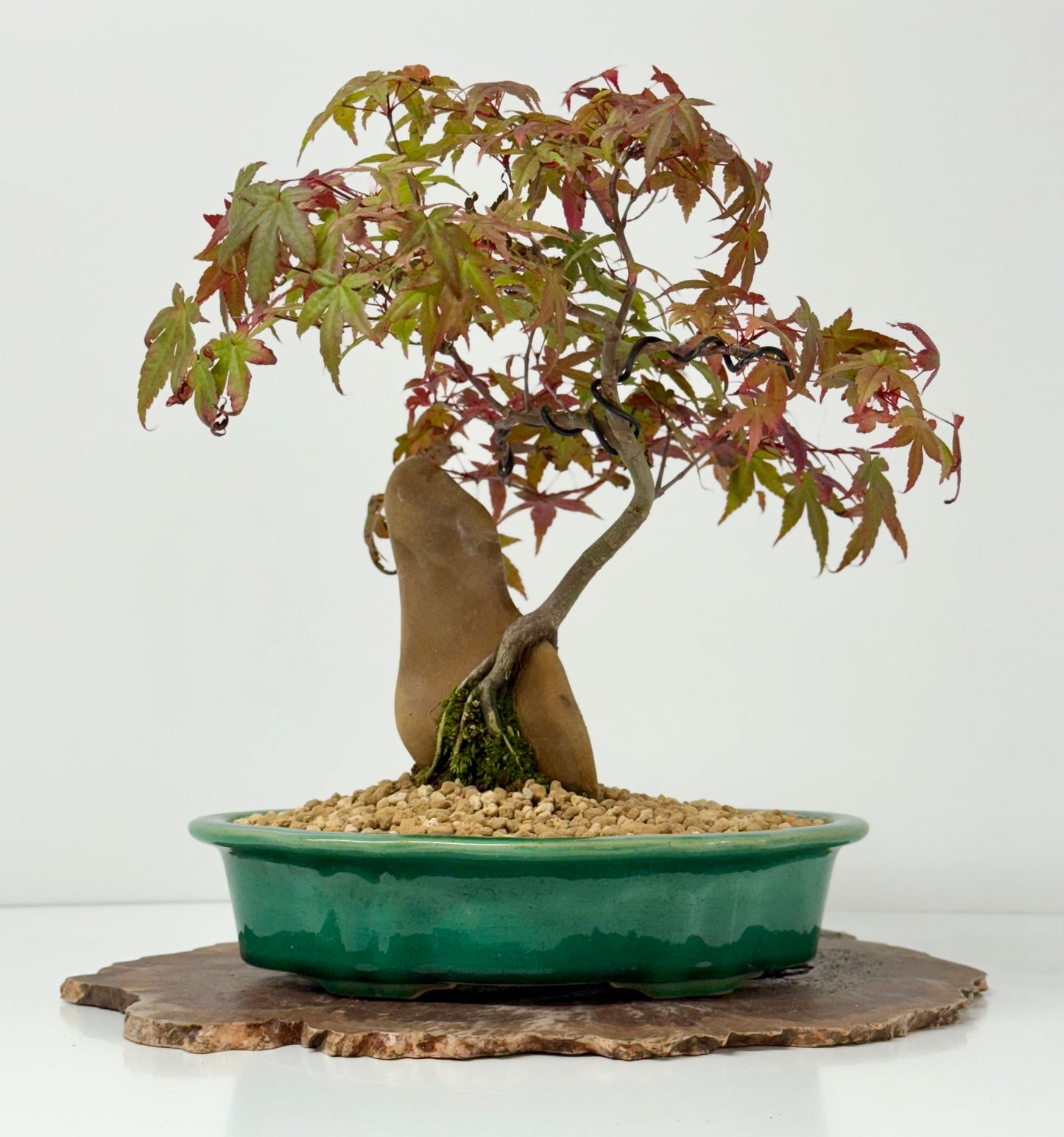 Deshojo Maple on Rock